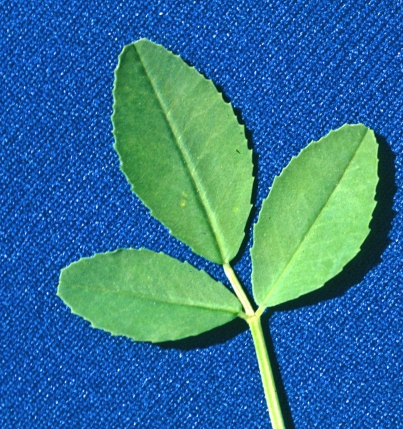 Figure 2. Leaves are fully divided into three leaflets, like alfalfa. Leaflets are egg shaped to oblong and mostly 2/5 to 1 inch (1–2.5 cm) long. The middle leaflet has a short stalk. Leaves are alternate to one another along the stem. Photo by Steve Dewey, Utah State University (retired), Bugwood.org